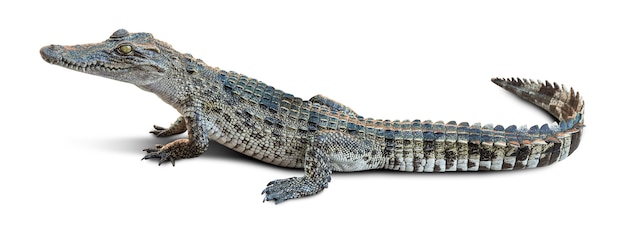 Groupe de crocodile de la faune isolé sur blanc