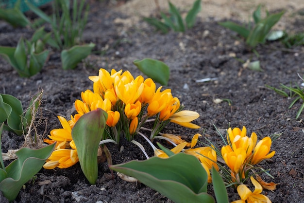 Un groupe de crocus jaunes sur le parterre de fleurs au printemps.