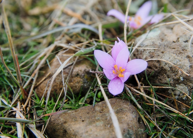 Un groupe de crocus