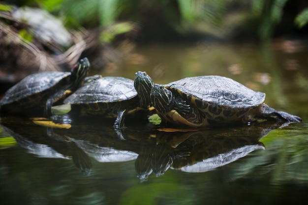 Groupe curseur à oreilles rouges reposant sur le rivage bordé de tortues