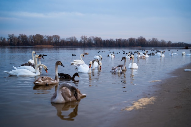 Un groupe de cygnes sur le lac se nourrit pendant la journée