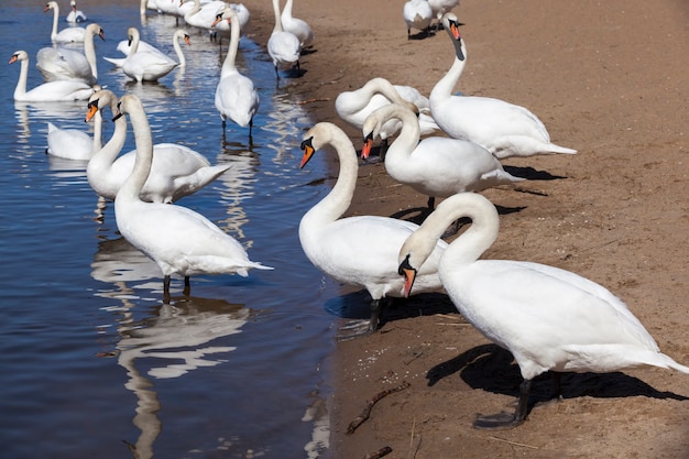 Groupe de cygnes