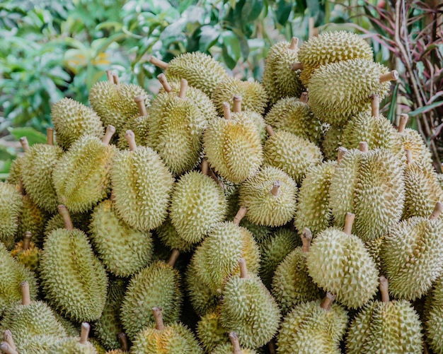 Groupe de durians