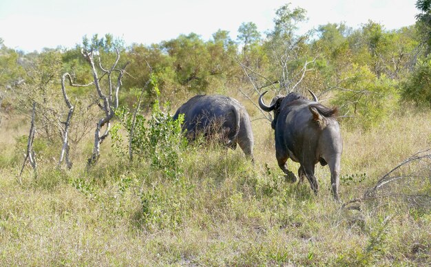 Groupe d'éléphants d'Afrique Un éléphant d'Asie mâle profite d'un bain Un troupeau d'éléphants sauvages