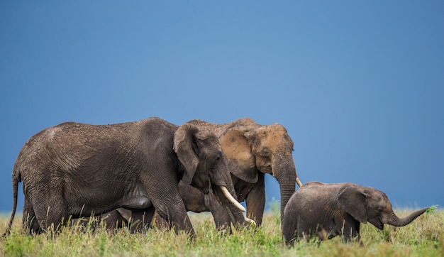 Groupe d'éléphants dans la savane