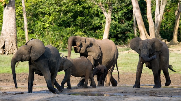 Groupe d'éléphants de forêt à la lisière de la forêt
