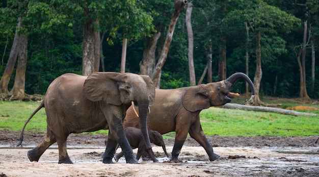 Groupe d'éléphants de forêt à la lisière de la forêt