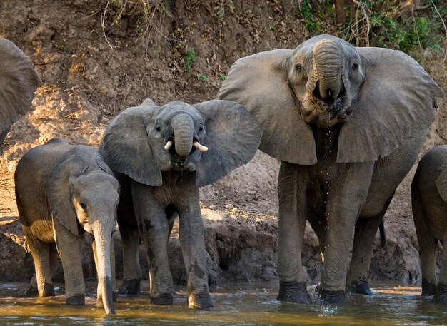 Un groupe d'éléphants se tient près de l'eau