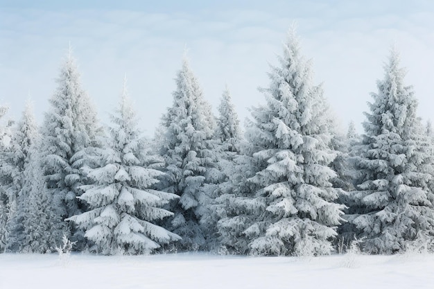 Un groupe d'épices gelées dans la neige