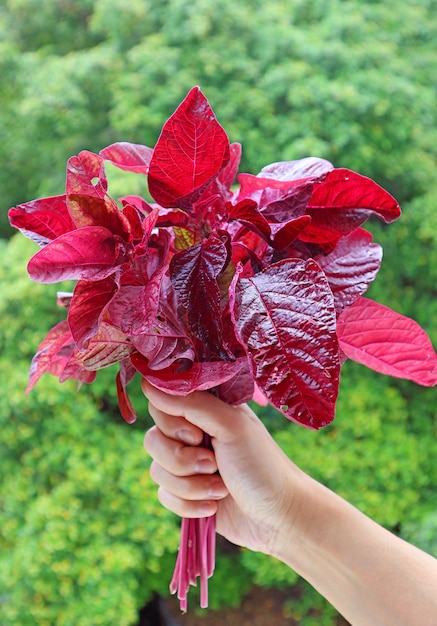 Groupe d'épinards rouges frais de couleur vibrante dans la main contre le feuillage vert flou