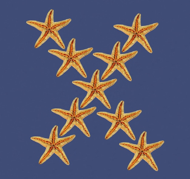 Photo un groupe d'étoiles de mer est sur fond bleu.