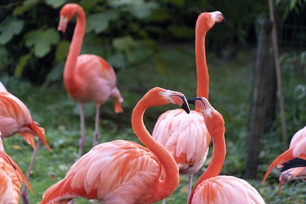 Groupe familial de flamants roses sur vert