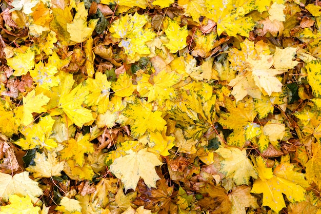 Groupe de feuilles d&#39;automne orange