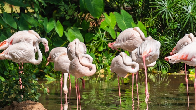 Groupe de flamants blancs debout dans un étang