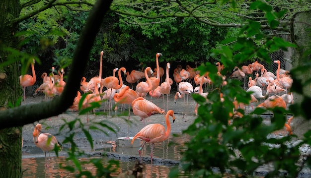 Groupe de flamants roses au bord de l'eau, au feuillage vert