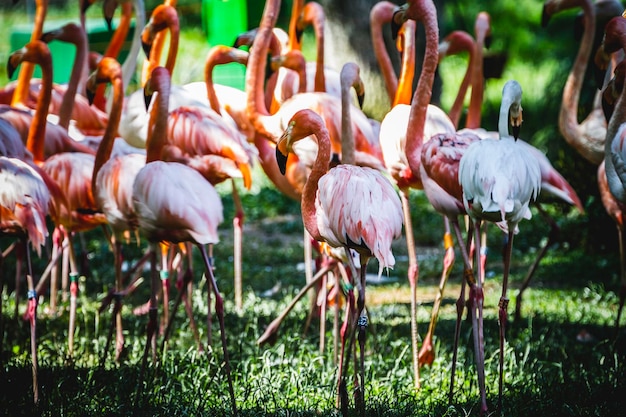 groupe de flamants roses au long cou et au beau plumage