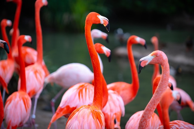 Un groupe de flamants roses Flamants roses sur fond vert Phoenicopterus roseus flamingo family