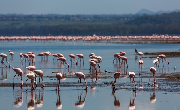 Un groupe de flamants roses avec leur reflet dans l'eau. Lac Nakuru. Kenya