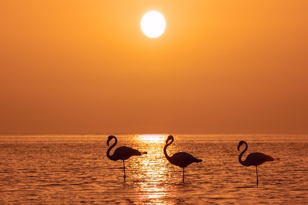 Un groupe de flamants roses se dresse dans un lagon sur fond de coucher de soleil doré et de grand soleil