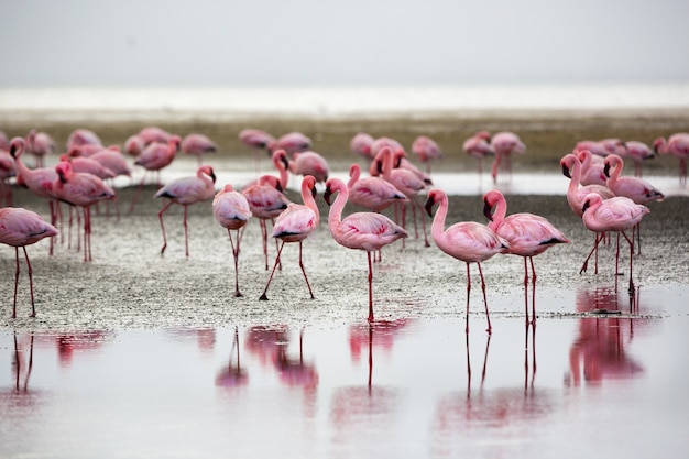 Photo groupe de flamants roses à walvis bay, en namibie.