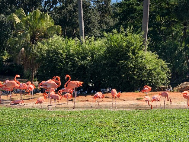 Groupe de flamants roses