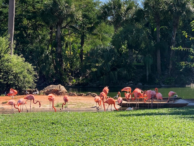 Groupe de flamants roses