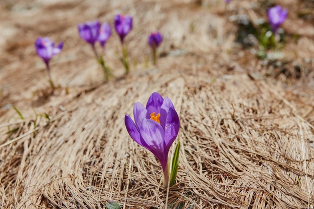 Groupe de fleur de crocus