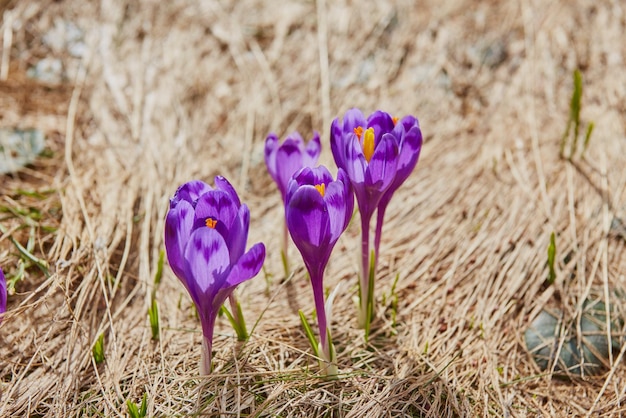 Groupe de fleur de crocus