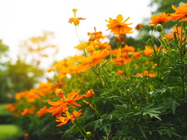 Groupe de fleur d'oranger dans le parc le matin avec la lumière du soleil floral frais