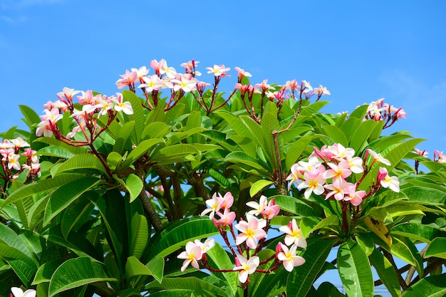 Groupe de fleur de plumeria rose sur fond de feuille arbre branche