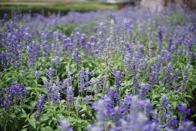 Groupe de fleurs d'angelonie dans le parc