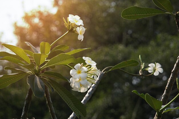 Groupe de fleurs blanches de Plumeria en parc