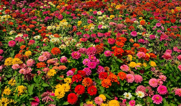 Groupe de fleurs colorées Zinnia dans le jardin Thaïlande