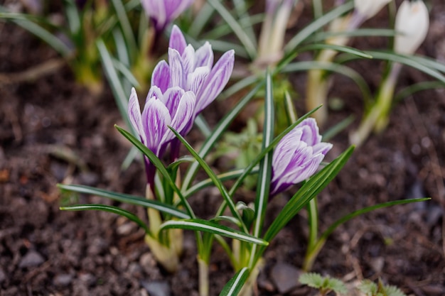 Groupe de fleurs de crocus violet longiflorus dans le jardin de printemps