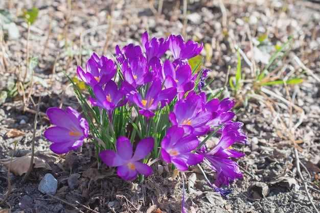 Groupe de fleurs de crocus violet sur un pré de printemps Fleur de crocus Fleurs de montagne Paysage de printemps