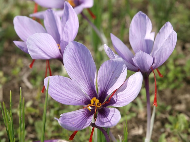 Un groupe de fleurs de crocus violet avec les tiges rouges.