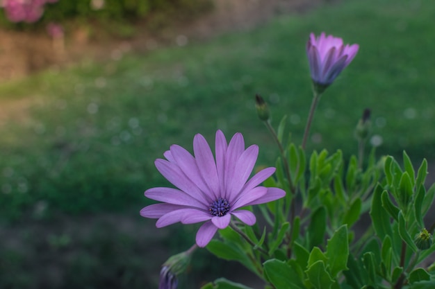 Groupe de fleurs dans le parc ou le jardin au coucher du soleil