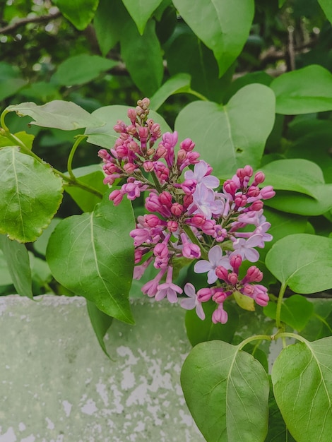 Photo un groupe de fleurs lilas pourpres sur un buisson