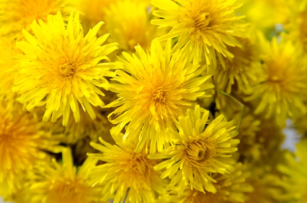 Groupe De Fleurs De Pissenlit Jaune Se Bouchent