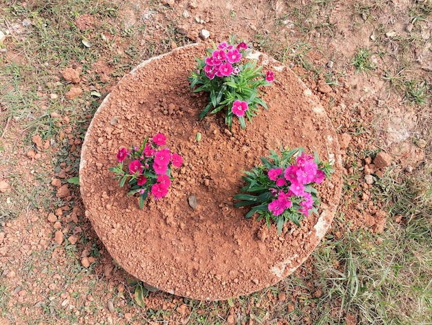 Un groupe de fleurs roses dans un jardin