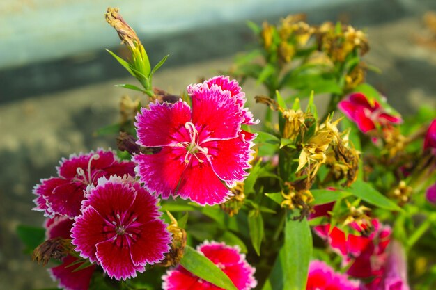 Un groupe de fleurs roses sur le sol vert flou