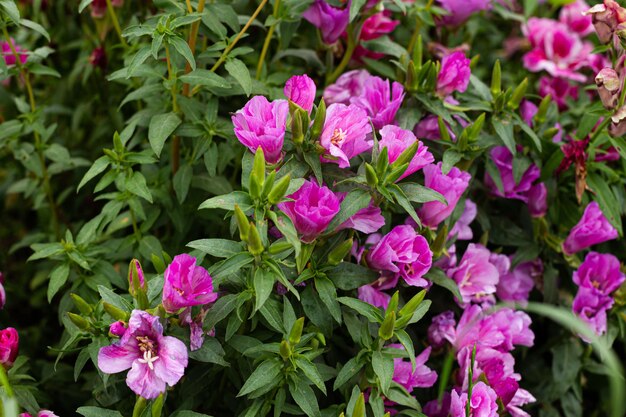 Un groupe de fleurs violettes dans le jardin