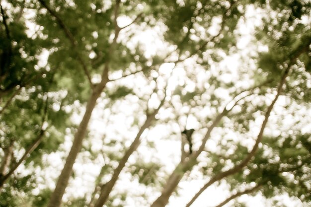 Groupe flou d&#39;arbre dans le parc, Vintage filtré, fond de la nature