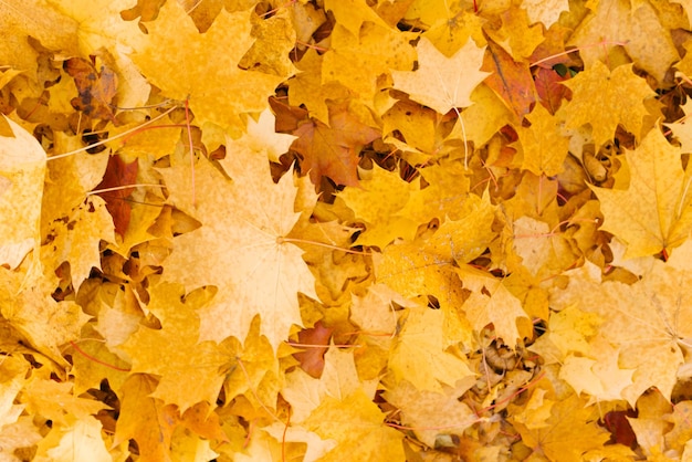 Groupe de fond feuilles jaunes d'automne