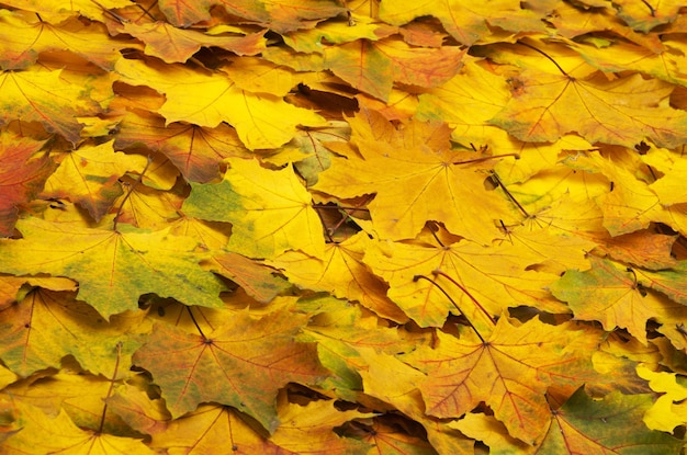 Groupe de fond feuilles d'oranger d'automne