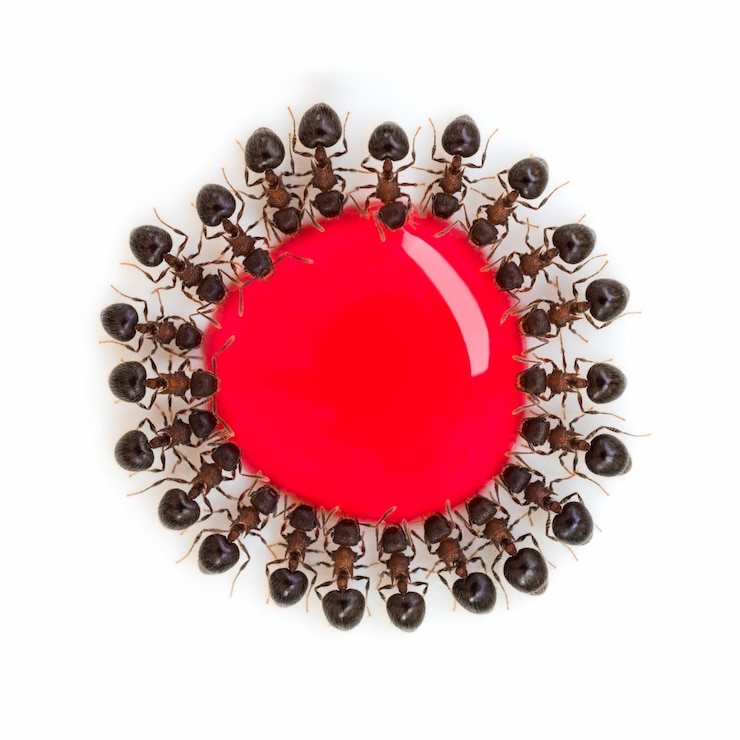 Photo groupe de fourmis mangeant de l'eau sucrée rouge