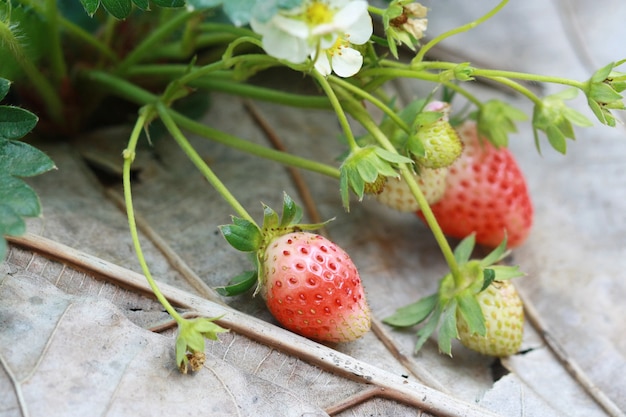 Groupe fraises dans le jardin