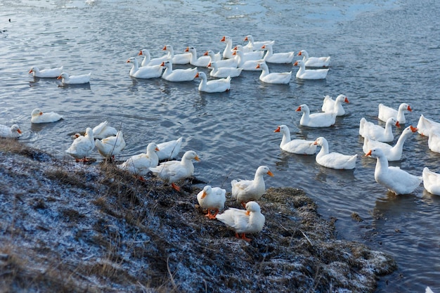 Un groupe de gaz domestiques blancs nagent dans une rivière d'eau froide le matin. Vue horizontale.