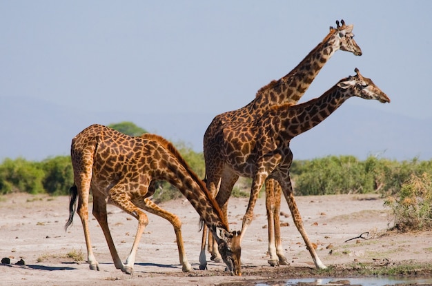 Groupe de girafes à l'arrosage.