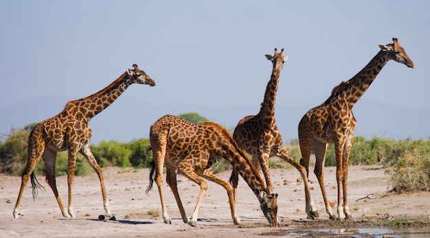 Groupe de girafes à l'arrosage.